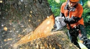 Tree Removal Acton