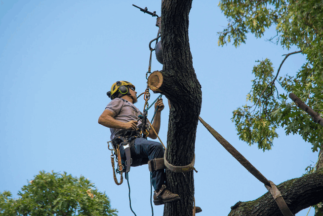 Canberra Tree Lopping