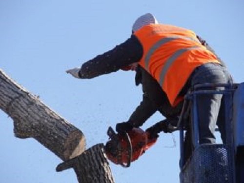 Tree Pruning Campbell