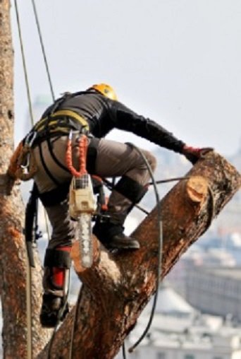 Tree Removal Acton