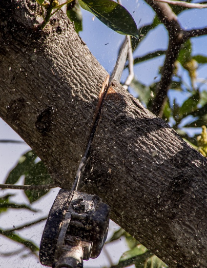 Tree Service Canberra